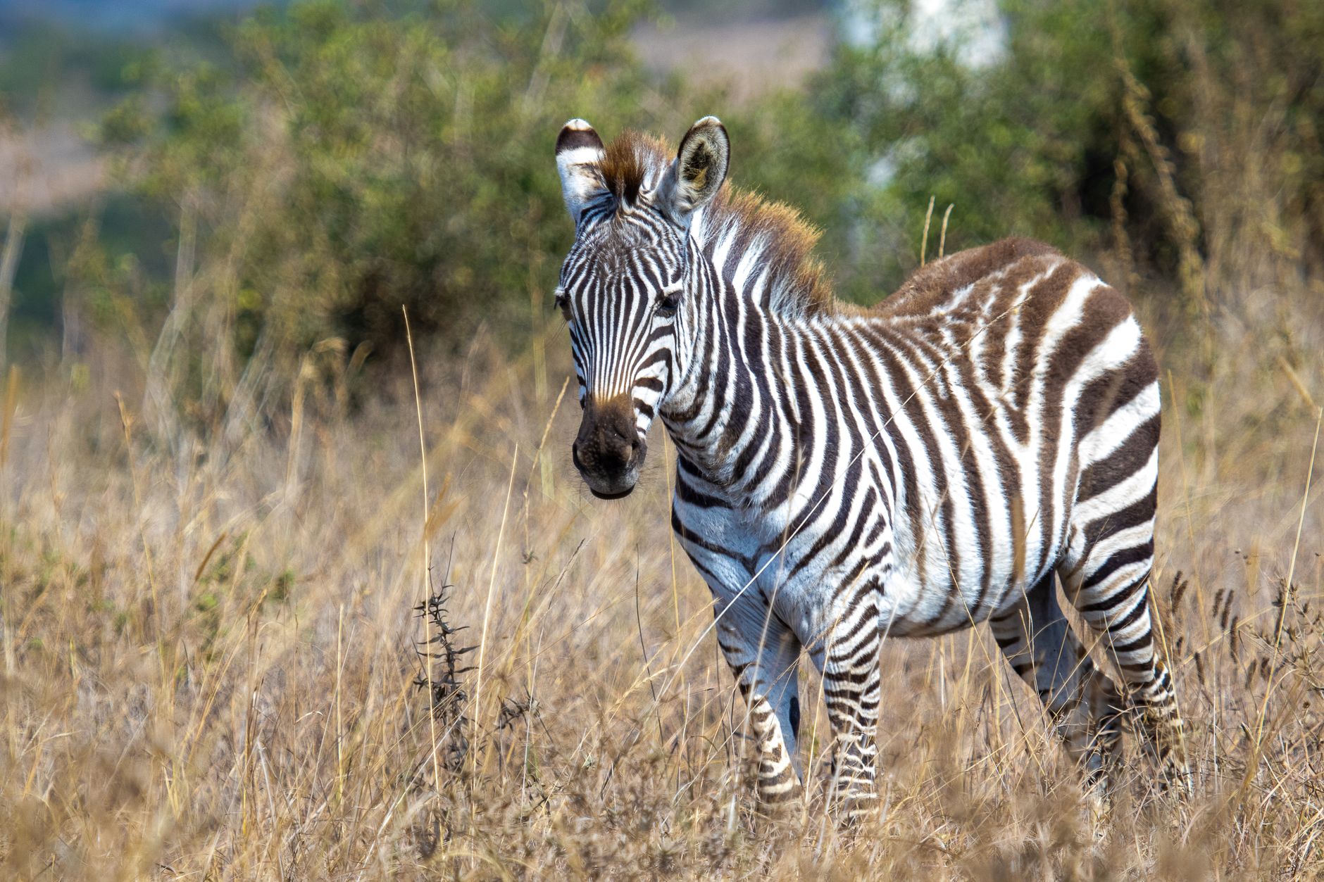 LGBTQ Safety Guide for French-Speaking Safari Travelers -- Photo by Mr Sketch on Pexels