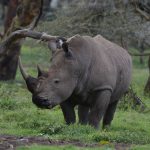 Kenya Safari Planning for Kinyarwanda Speakers -- Photo by John Mburu on Pexels