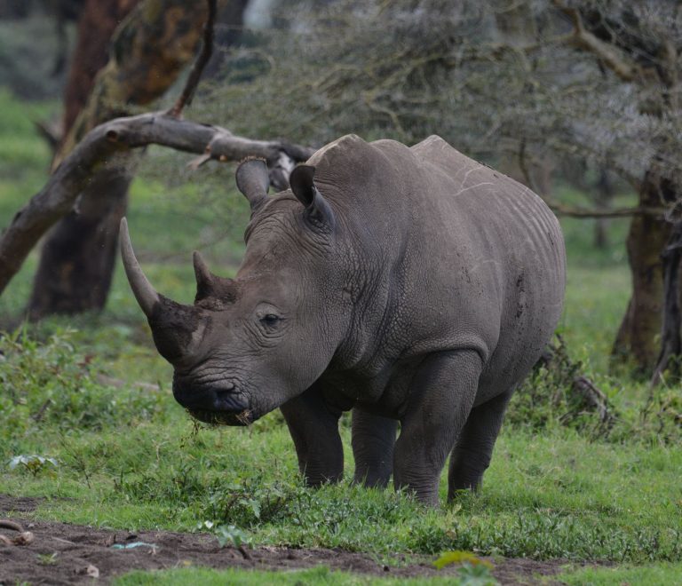 Kenya Safari Planning for Kinyarwanda Speakers -- Photo by John Mburu on Pexels