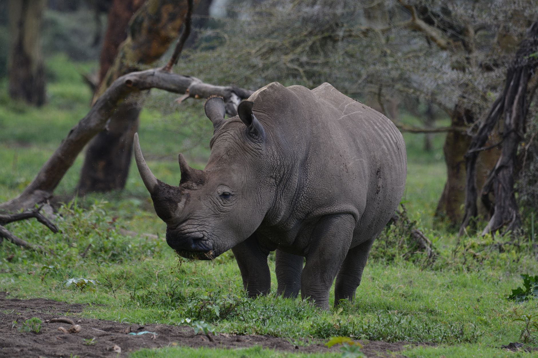 Kenya Safari Planning for Kinyarwanda Speakers -- Photo by John Mburu on Pexels