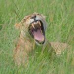 How Early Are Kenya Safari Wake Up Calls: 5am Facts -- Photo by Sam Kim on Pexels