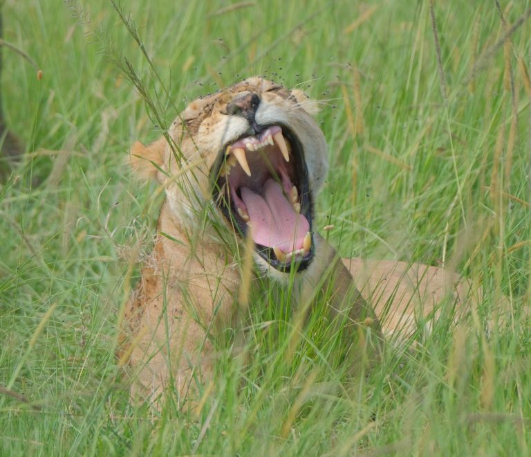 How Early Are Kenya Safari Wake Up Calls: 5am Facts -- Photo by Sam Kim on Pexels