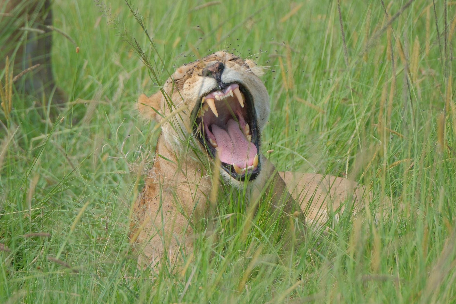 How Early Are Kenya Safari Wake Up Calls: 5am Facts -- Photo by Sam Kim on Pexels