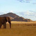 Amboseli Safari for Older Travelers: Easy Planning -- Photo by Vishva Patel on Pexels