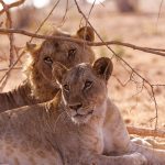 Samburu safari is it safe: Key Risks Explained -- Photo by Josef Spang on Pexels