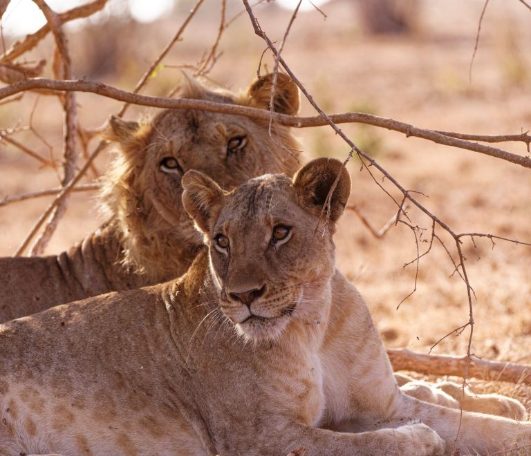Samburu safari is it safe: Key Risks Explained -- Photo by Josef Spang on Pexels