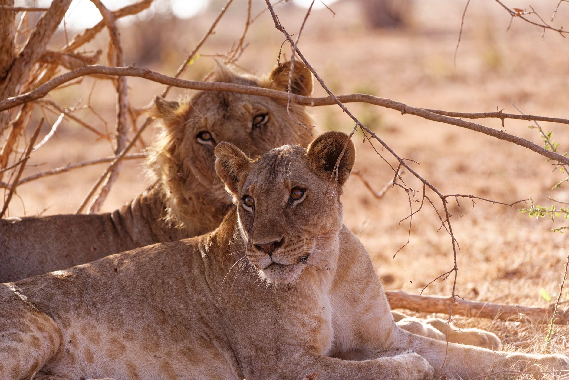 Samburu safari is it safe: Key Risks Explained -- Photo by Josef Spang on Pexels