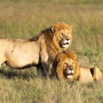 Best Kenya Safari Parks for Photography: A Decision Guide -- Photo by Hugo Sykes on Pexels