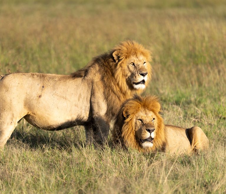 Best Kenya Safari Parks for Photography: A Decision Guide -- Photo by Hugo Sykes on Pexels