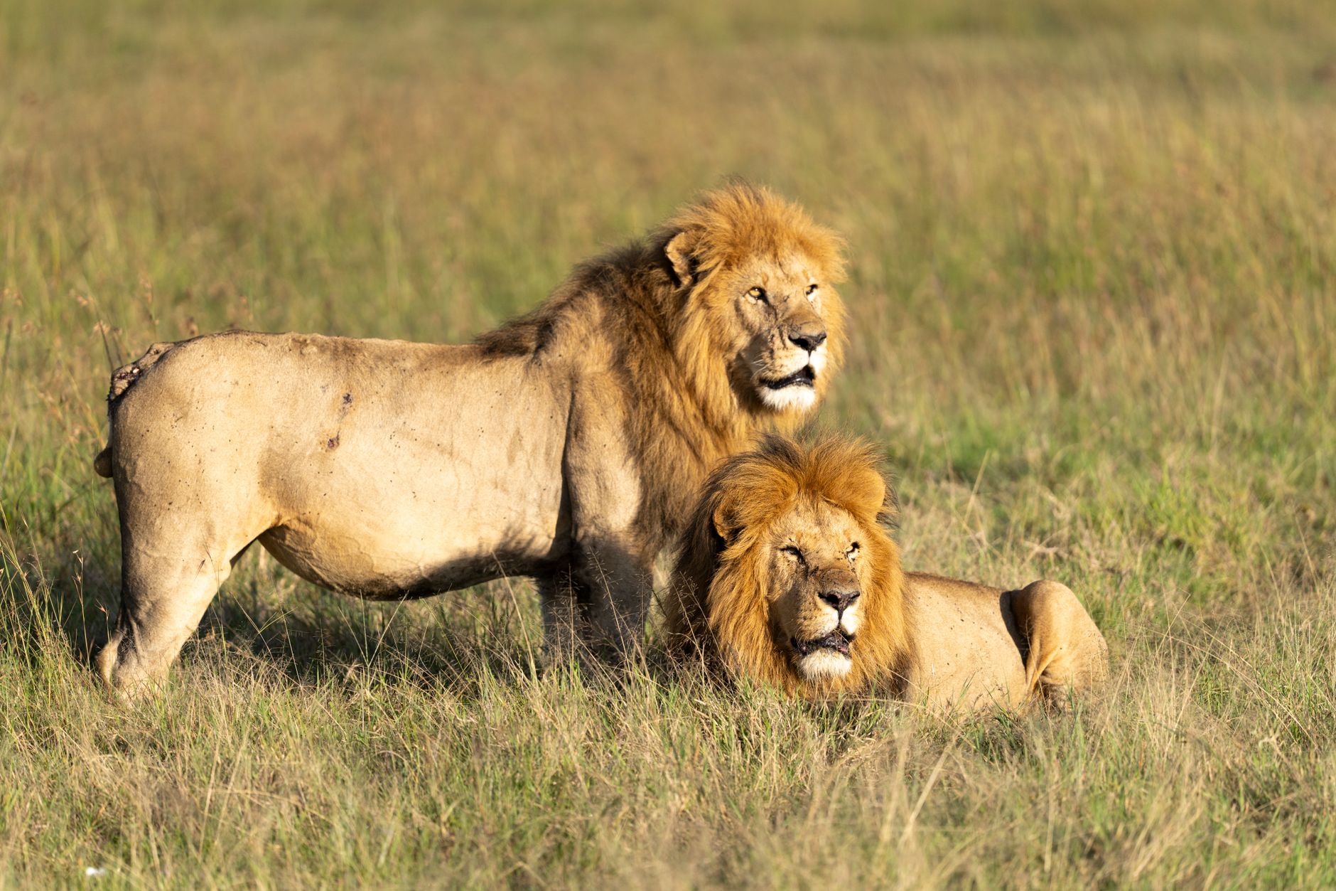 Best Kenya Safari Parks for Photography: A Decision Guide -- Photo by Hugo Sykes on Pexels