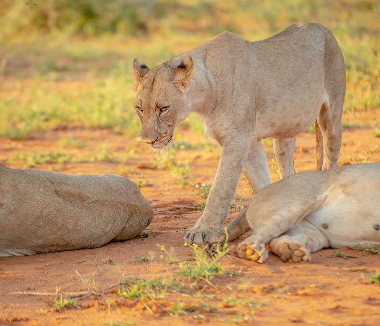 Can I See the Big Five in Samburu? 4 Animals to Expect -- Photo by Frans van Heerden on Pexels