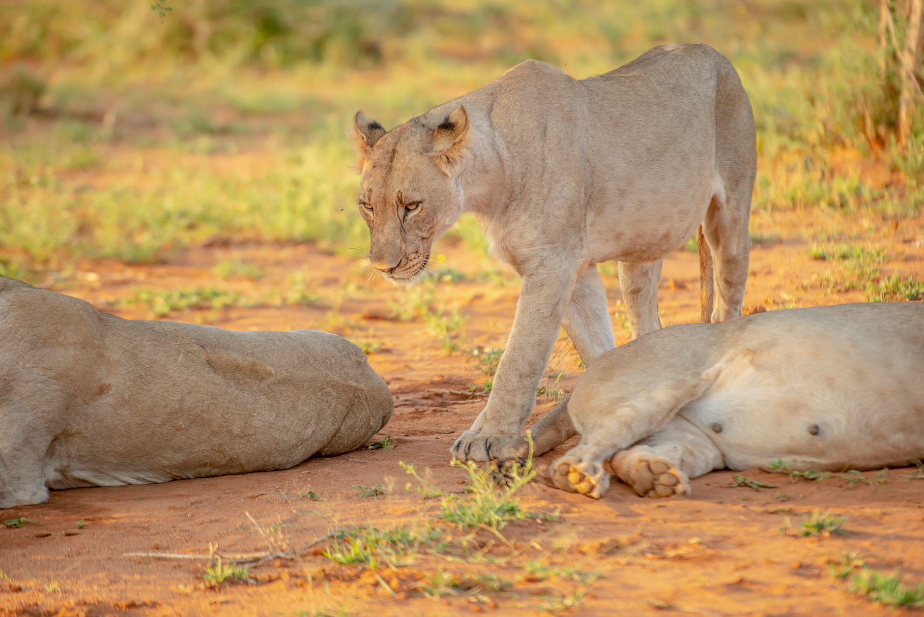 Can I See the Big Five in Samburu? 4 Animals to Expect -- Photo by Frans van Heerden on Pexels