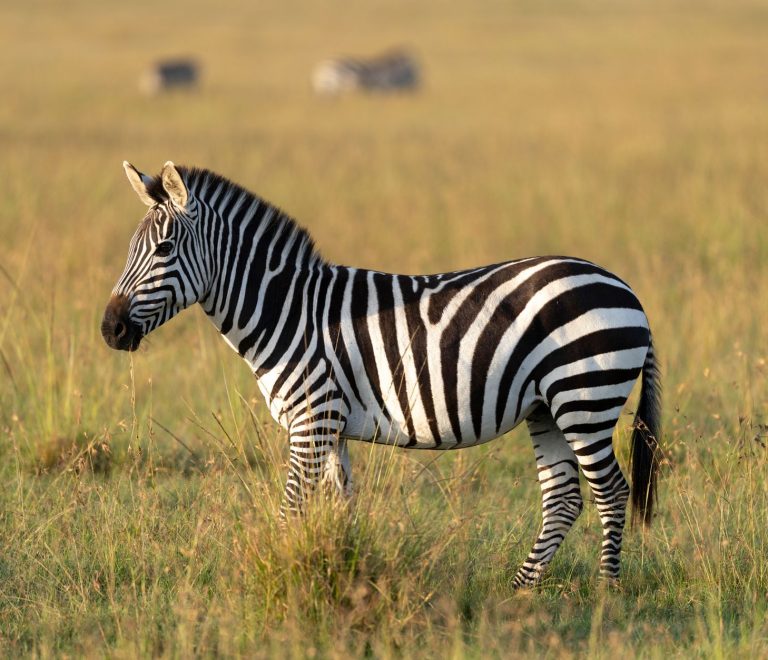 Where to Stay in the Masai Mara: Camps and Lodges Compared -- Photo by Hugo Sykes on Pexels