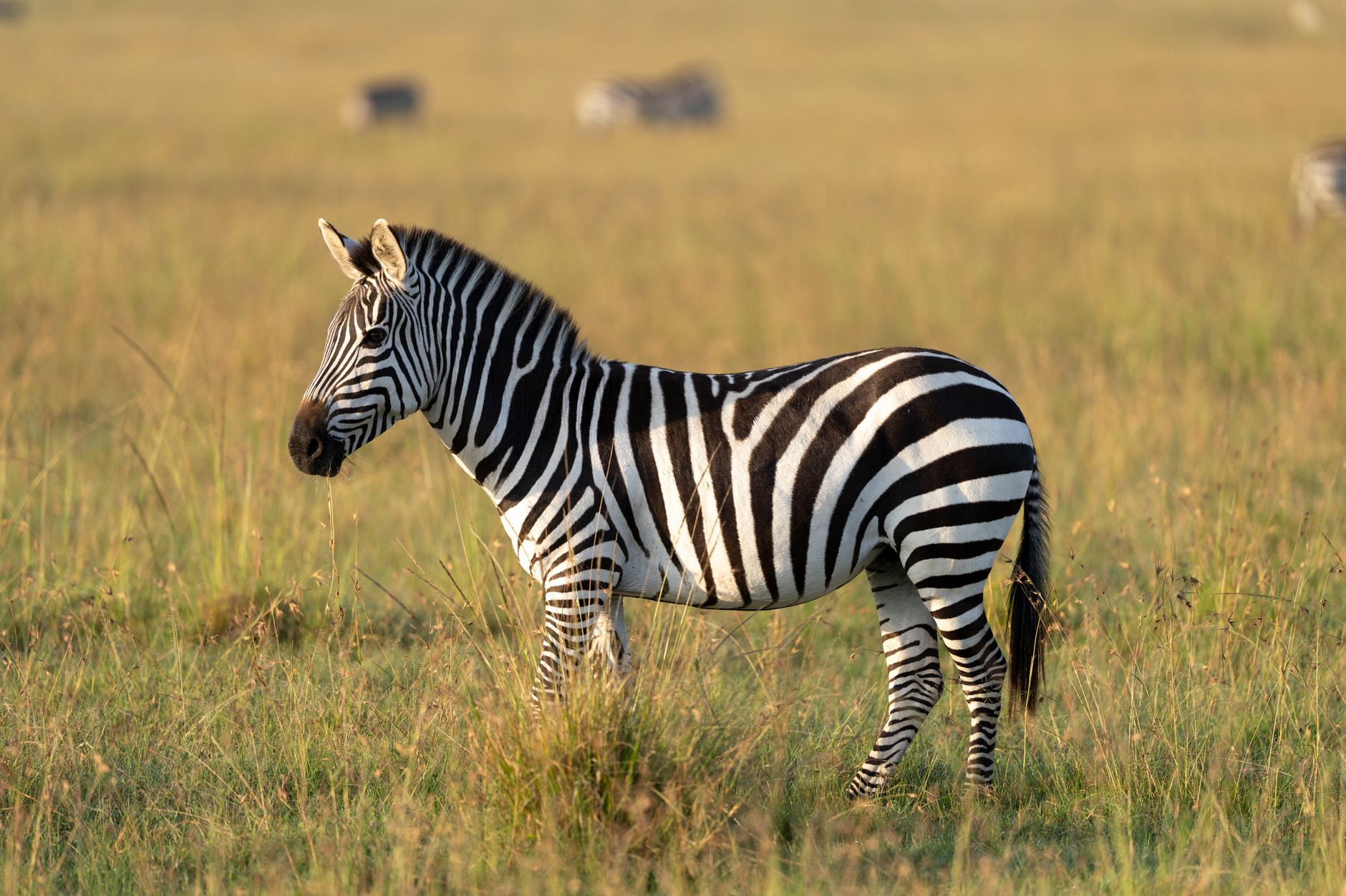 Where to Stay in the Masai Mara: Camps and Lodges Compared -- Photo by Hugo Sykes on Pexels