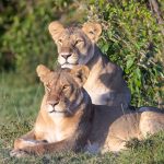 Big Five Safari Guide for Latvian Speakers -- Photo by Mr Sketch on Pexels