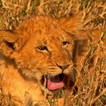 Tsavo Safari Can Children Join Night Drive: Age Rules -- Photo by Brael Shane on Pexels