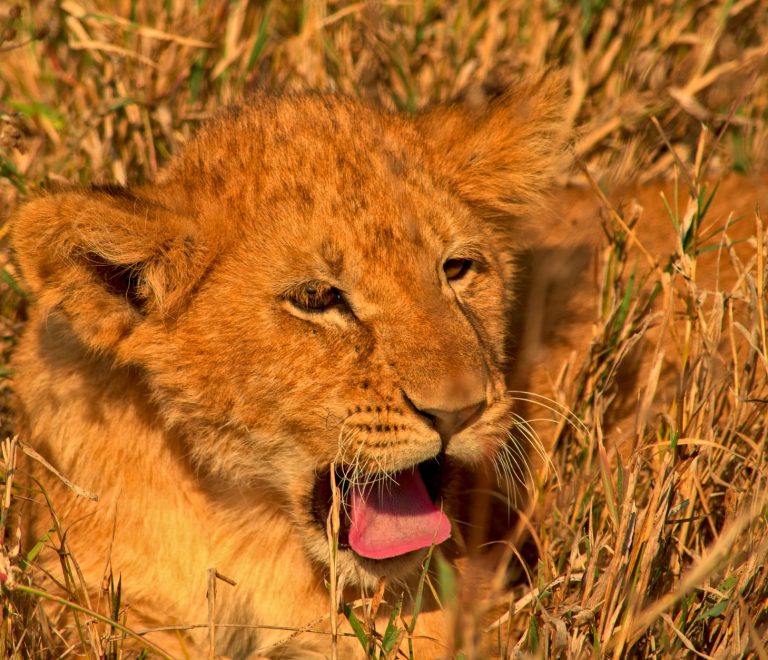 Tsavo Safari Can Children Join Night Drive: Age Rules -- Photo by Brael Shane on Pexels