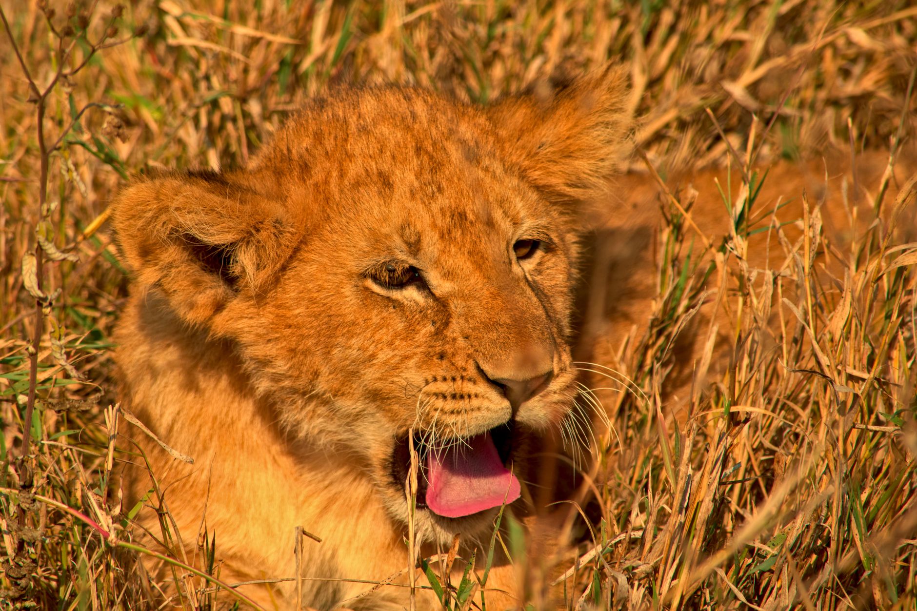 Tsavo Safari Can Children Join Night Drive: Age Rules -- Photo by Brael Shane on Pexels