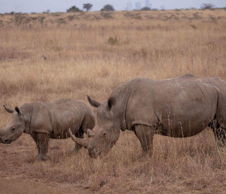 Kenya Safari Packing and Health Tips for Nepali Speakers -- Photo by Twilight Kenya on Pexels