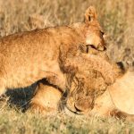 Masai Mara safari guide tipping etiquette: $10-$25 -- Photo by Fali Poncha on Pexels