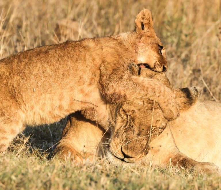 Masai Mara safari guide tipping etiquette: $10-$25 -- Photo by Fali Poncha on Pexels
