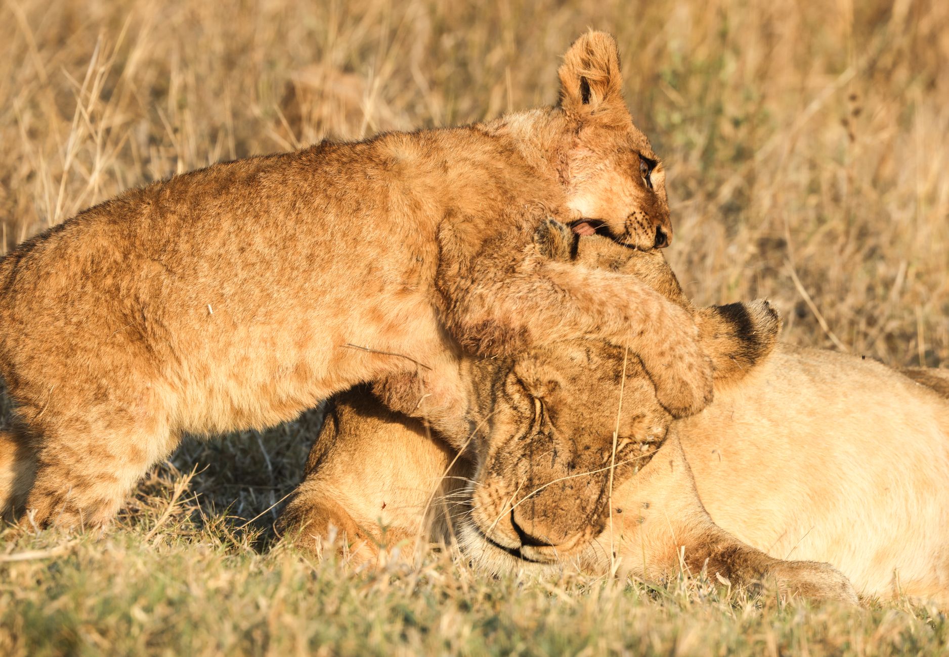 Masai Mara safari guide tipping etiquette: $10-$25 -- Photo by Fali Poncha on Pexels