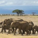 Sample Kenya Safari Itineraries for Spanish Speakers -- Photo by Philipp Schwarz on Pexels