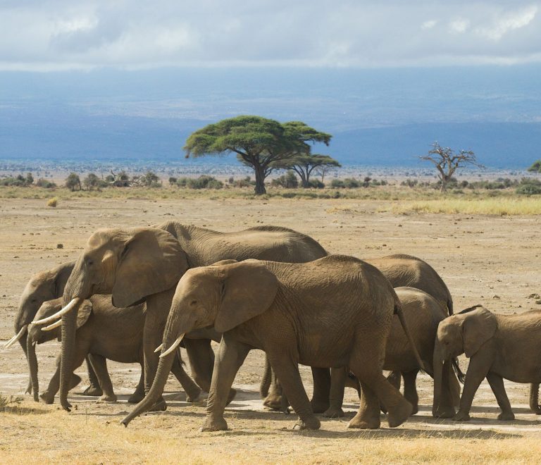 Sample Kenya Safari Itineraries for Spanish Speakers -- Photo by Philipp Schwarz on Pexels