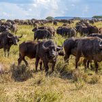 Big Five Safari Guide for Malayalam Speakers: Kenya Parks -- Photo by chris clark on Pexels