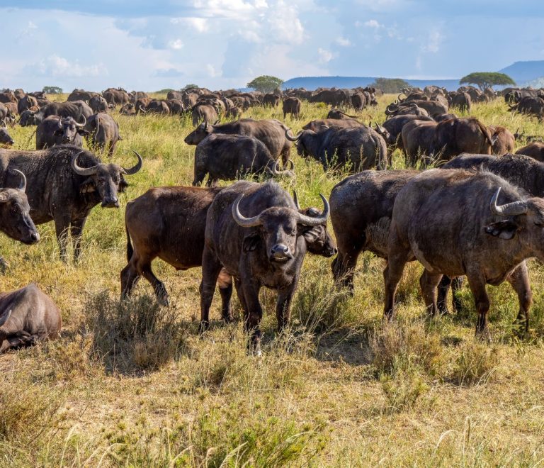 Big Five Safari Guide for Malayalam Speakers: Kenya Parks -- Photo by chris clark on Pexels