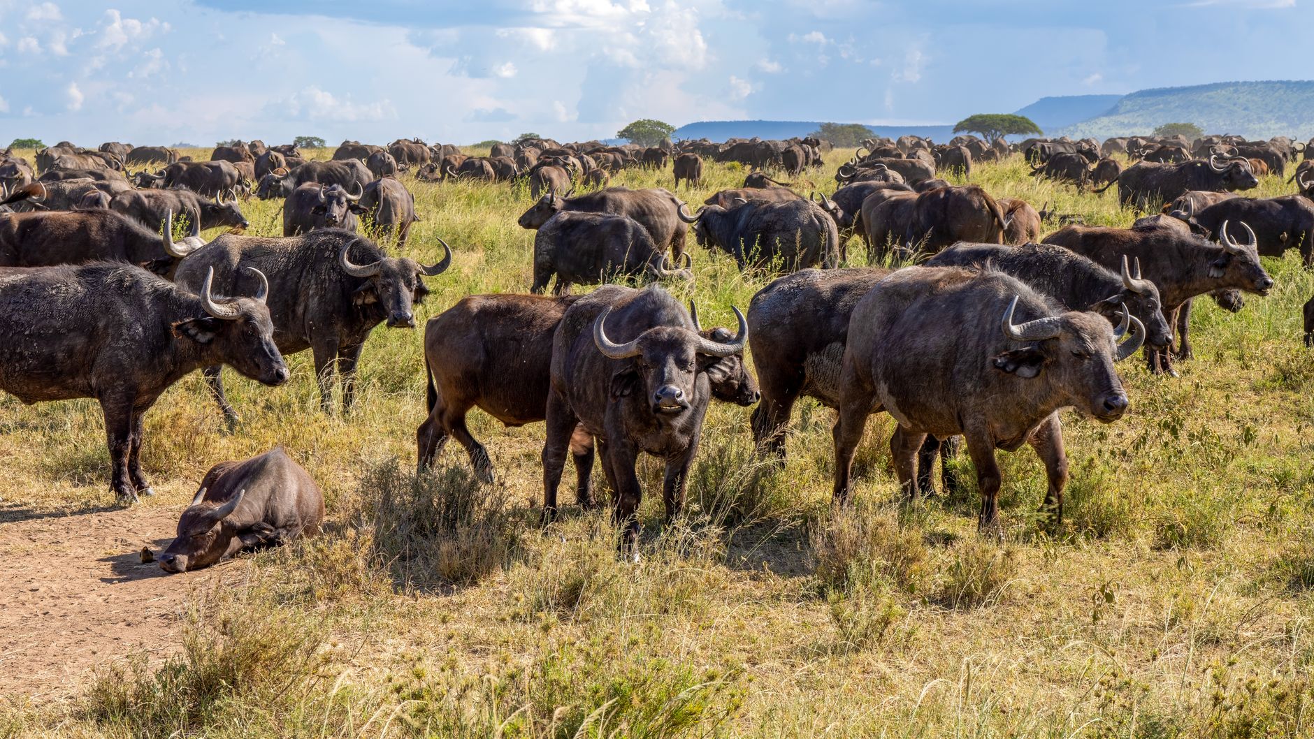 Big Five Safari Guide for Malayalam Speakers: Kenya Parks -- Photo by chris clark on Pexels