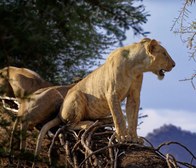 Samburu Versus Tsavo Safari: Wildlife and Routes -- Photo by Gil DAIX on Pexels