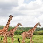 Kenya Safari Itinerary for Spanish Speakers: 7-Day Plan -- Photo by sylvia mtenga on Pexels