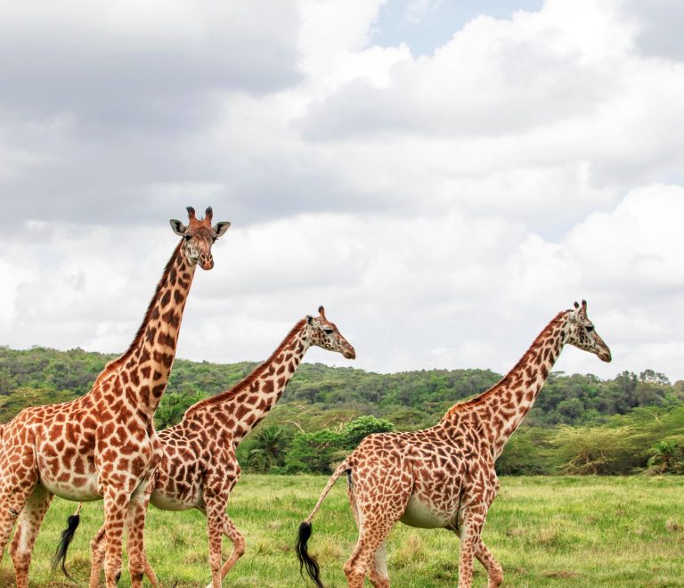 Kenya Safari Itinerary for Spanish Speakers: 7-Day Plan -- Photo by sylvia mtenga on Pexels