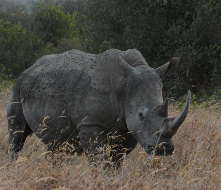 Safari Tipping and Money Guide for French Speakers -- Photo by John Mburu on Pexels