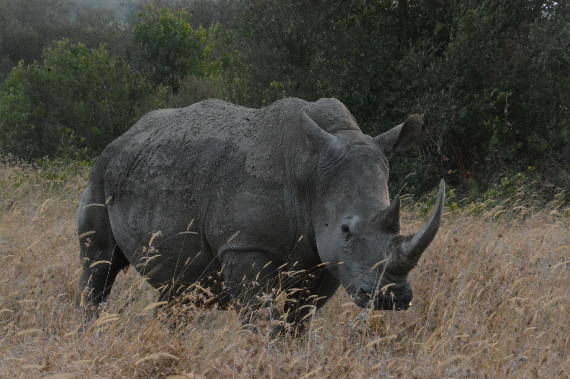 Safari Tipping and Money Guide for French Speakers -- Photo by John Mburu on Pexels