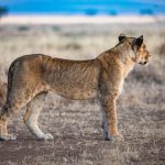 Masai Mara Shoulder Season Guide: Best Months and Value -- Photo by Silvano Ernest on Pexels