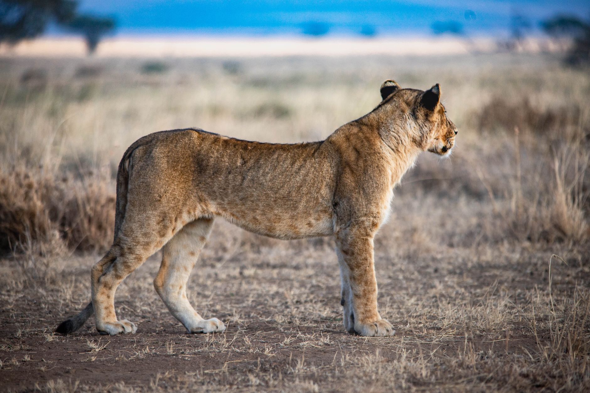 Masai Mara Shoulder Season Guide: Best Months and Value -- Photo by Silvano Ernest on Pexels
