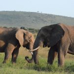 Safari Tipping and Money Guide for Corsican Speakers -- Photo by John Mburu on Pexels