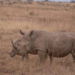 How Much Cash Should You Carry on a Kenya Safari? -- Photo by Twilight Kenya on Pexels