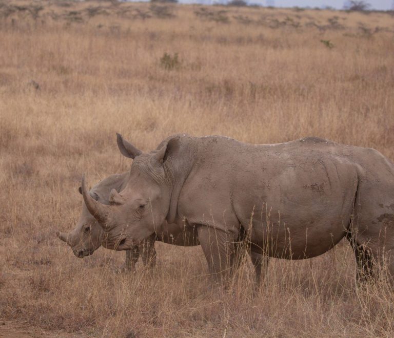 How Much Cash Should You Carry on a Kenya Safari? -- Photo by Twilight Kenya on Pexels