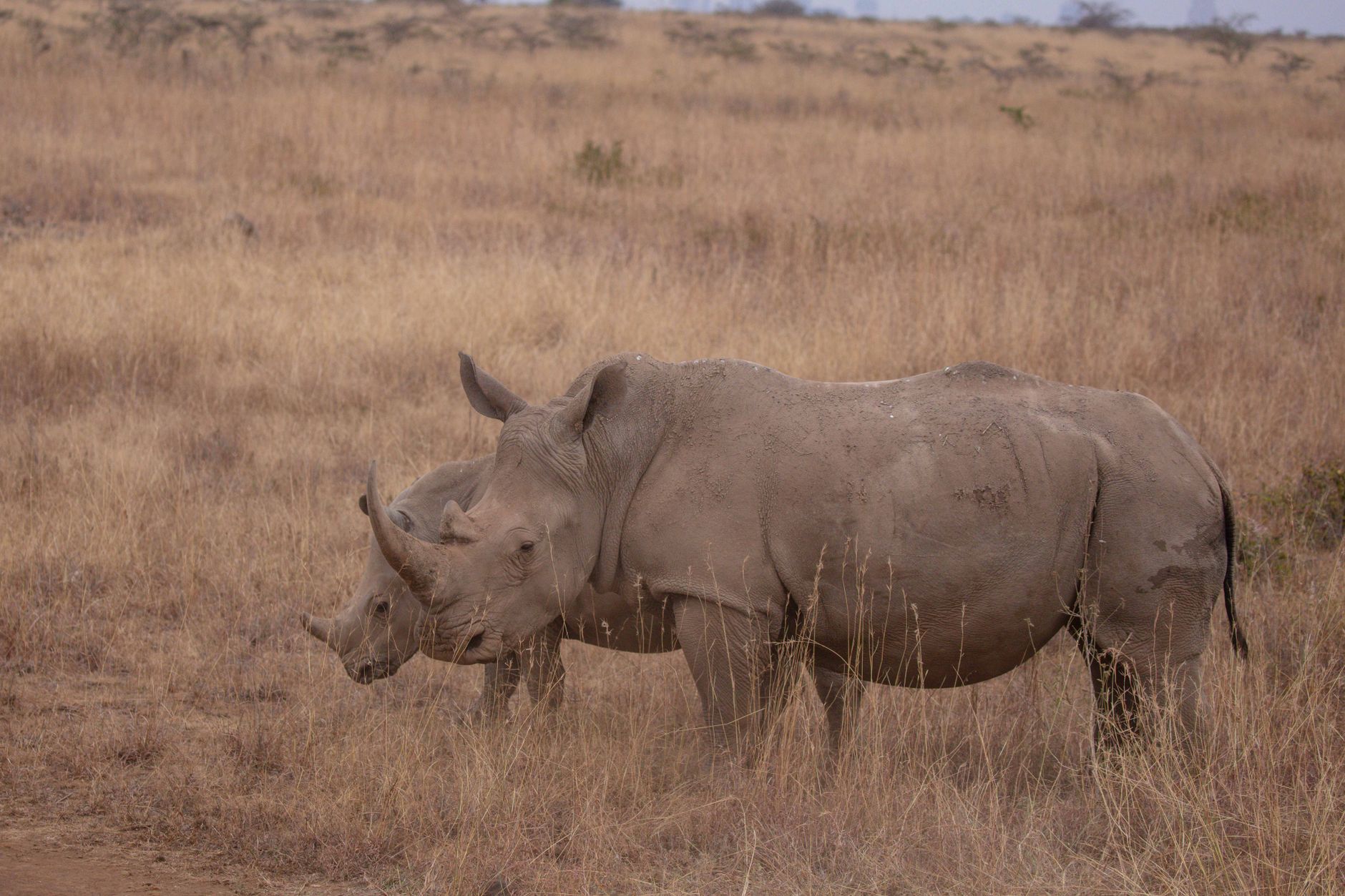 How Much Cash Should You Carry on a Kenya Safari? -- Photo by Twilight Kenya on Pexels