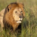 Can I See the Big Five in Amboseli? What to Expect -- Photo by Hugo Sykes on Pexels