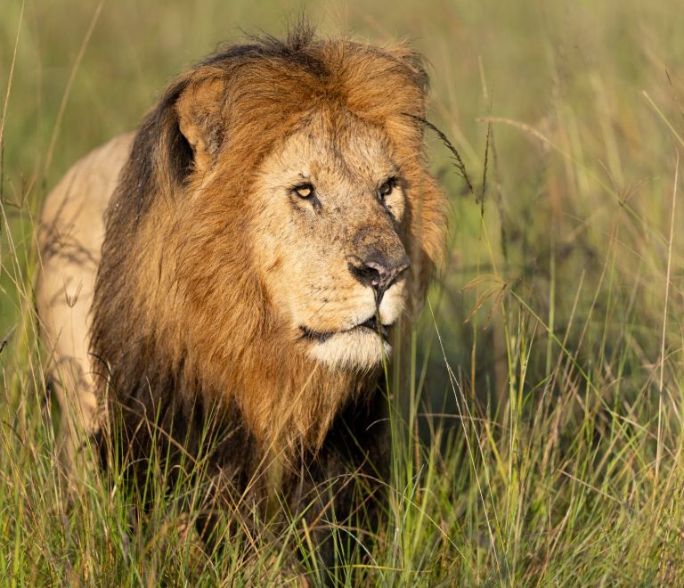 Can I See the Big Five in Amboseli? What to Expect -- Photo by Hugo Sykes on Pexels
