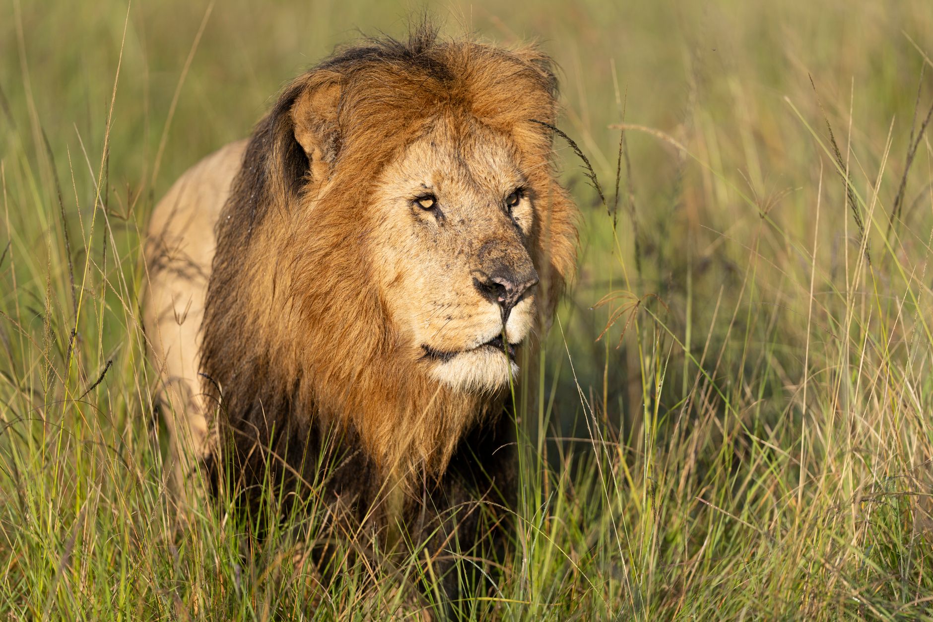 Can I See the Big Five in Amboseli? What to Expect -- Photo by Hugo Sykes on Pexels