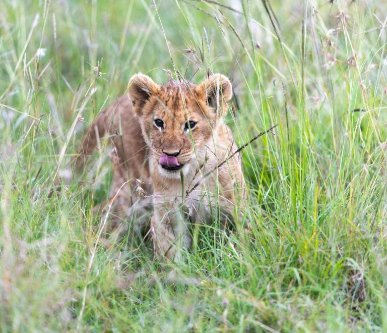 Kenya Safari Planning for Cantonese Speakers: A 2026 Guide -- Photo by Hugo Sykes on Pexels