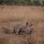 Kenya Safari April Versus May: Which Month Suits You? -- Photo by Twilight Kenya on Pexels