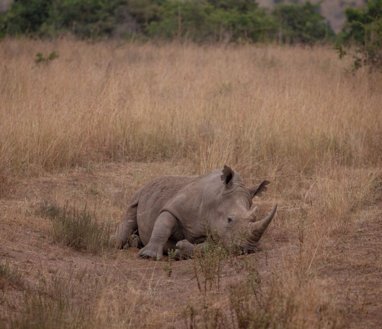 Kenya Safari April Versus May: Which Month Suits You? -- Photo by Twilight Kenya on Pexels