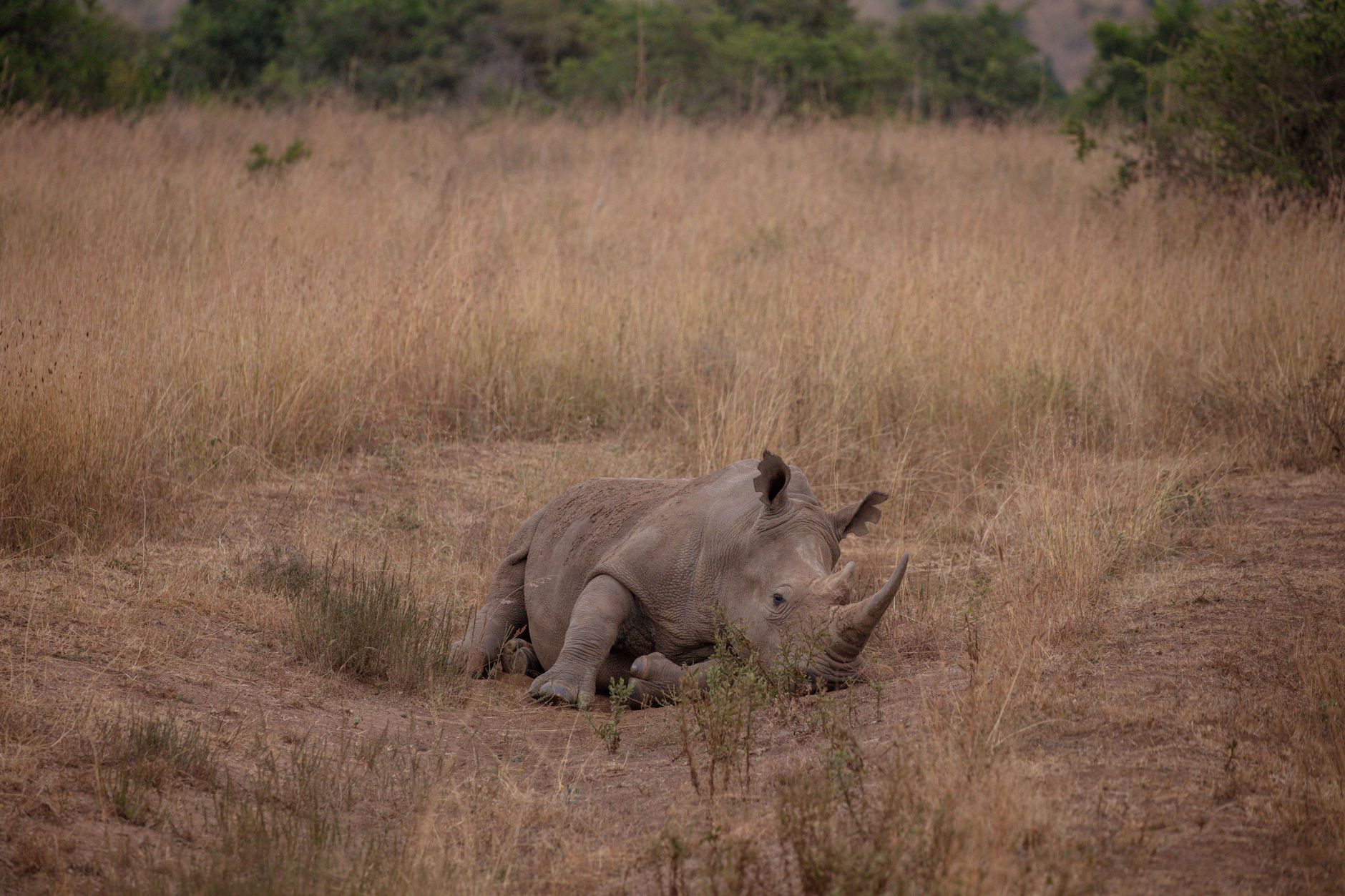 Kenya Safari April Versus May: Which Month Suits You? -- Photo by Twilight Kenya on Pexels