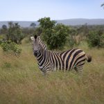 Masai Mara Safari What Happens in Rain: What to Expect -- Photo by Magda Ehlers on Pexels